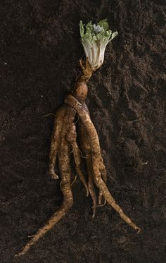 Mandrake root photographed for NGM Departments. Susan Welchman